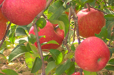 農作物の品質向上