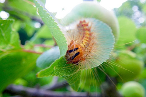 病害虫発生の抑制