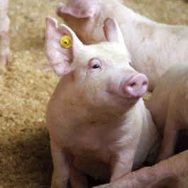 thumb kobuta 469x469