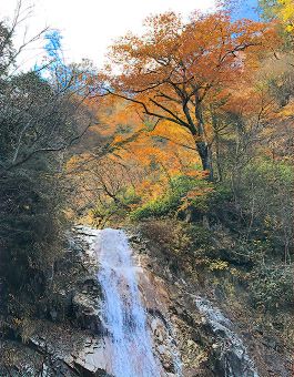 thumb uodome kouyou 530x680